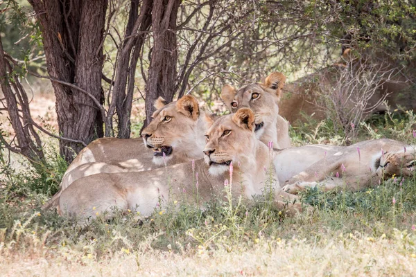 Group of Lions looking left. — Stock Photo, Image