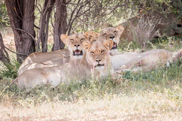 Löwengruppe starrt in die Kamera. — Stockfoto