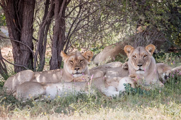 Group of Lions starring at the camera. — Stock Photo, Image