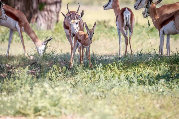 Springbockbaby mit der Herde. — Stockfoto