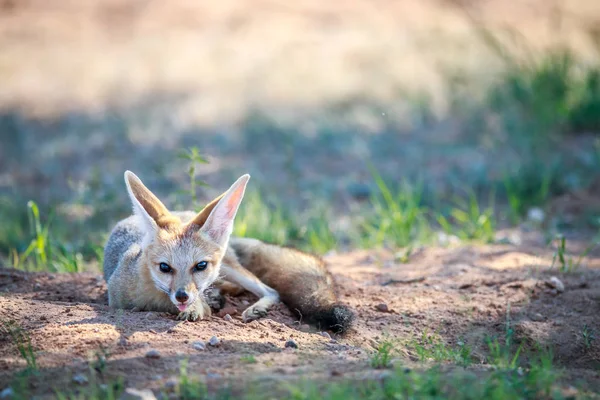 Cape fox laying in the sand. — Stock Photo, Image