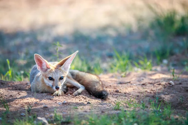 Cape fox laying in the sand. — Stock Photo, Image