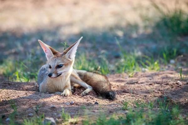 Kap fox om i sanden. — Stockfoto