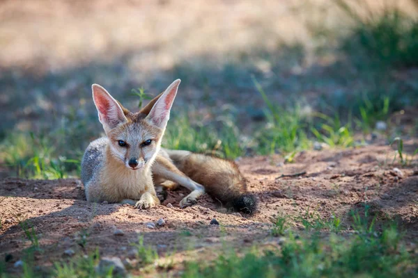 Cape fox laying in the sand. — Stock Photo, Image