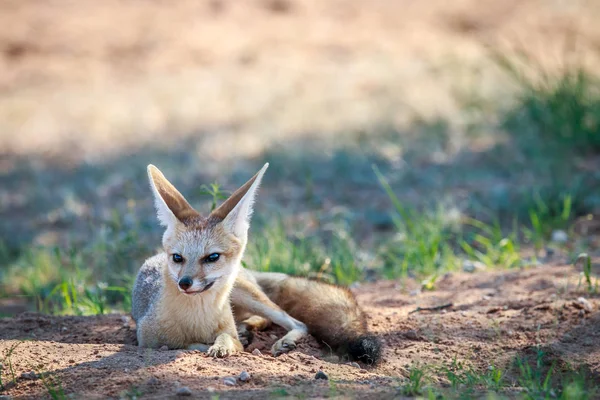 Cape fox laying in the sand. — Stock Photo, Image