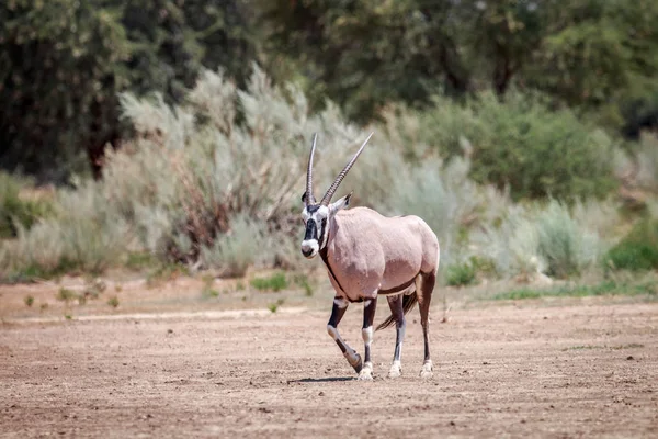 Nyársas antilop, séta a homokba. — Stock Fotó