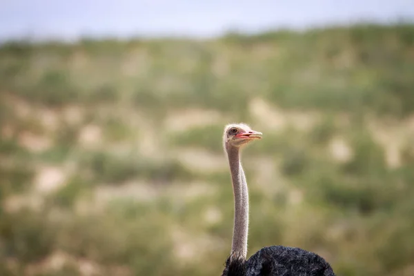 Close up of a male Ostrich. — Stock Photo, Image