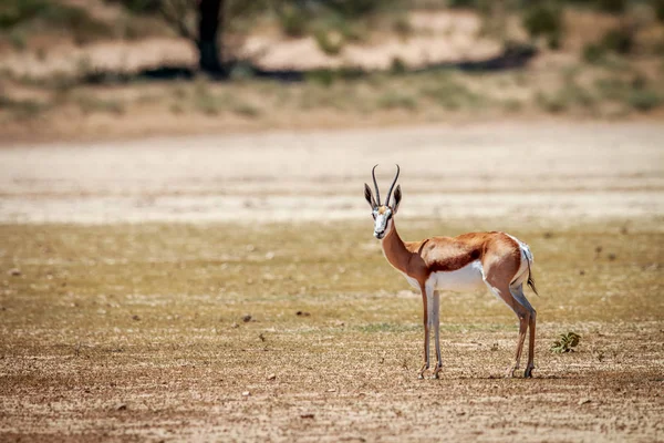 Springbok con la fotocamera . — Foto Stock