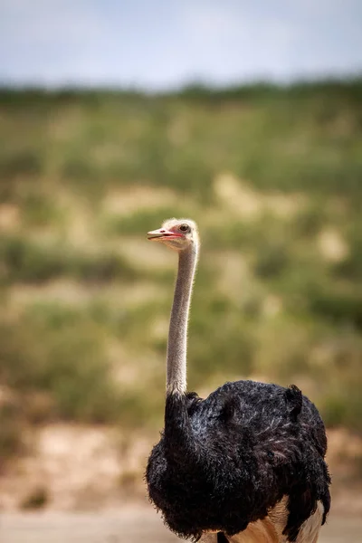 Крупный план страуса мужского пола . — стоковое фото