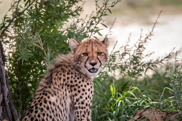 Protagonizada por Cheetah en el Kgalagadi . — Foto de Stock