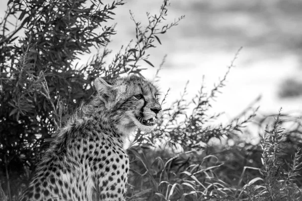 Young Cheetah starring in black and white.