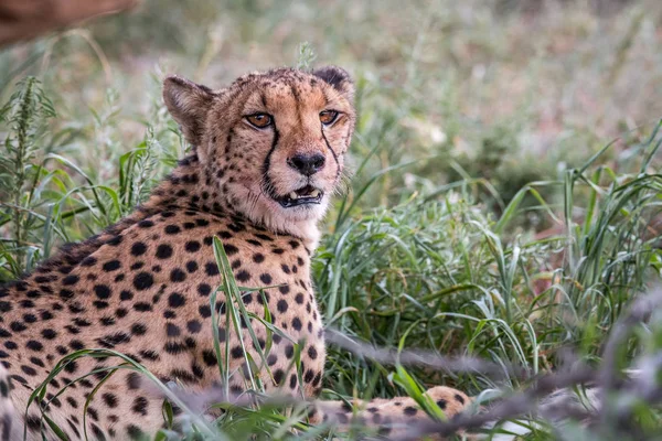 Protagonizada por Cheetah en el Kgalagadi . — Foto de Stock