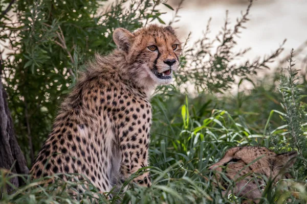 Protagonizada por Cheetah en el Kgalagadi . —  Fotos de Stock