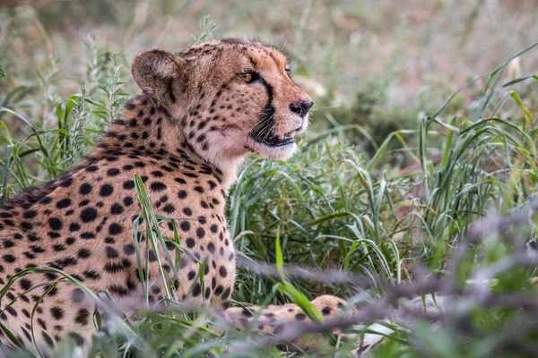 Boční profil Cheetah. — Stock fotografie