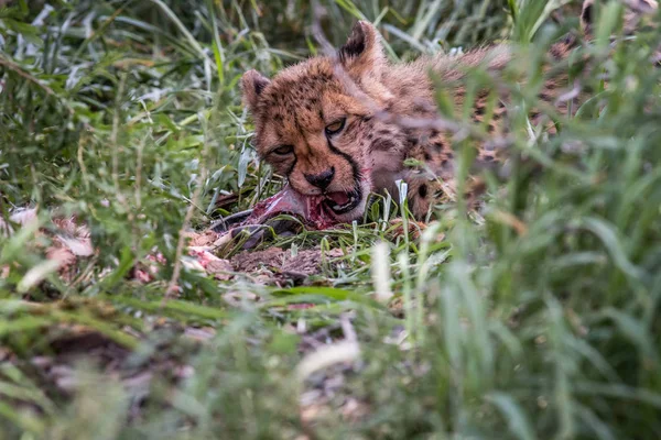 Young Cheetah eating. — Stock Photo, Image