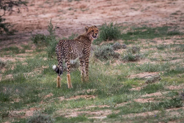 Gepard mladá ohlédnutí a volání. — Stock fotografie