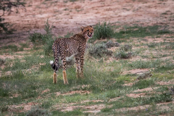 Joven Cheetah mirando hacia atrás y llamando . — Foto de Stock