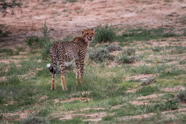 Νέοι Cheetah κοιτάζοντας πίσω και καλώντας. — Φωτογραφία Αρχείου