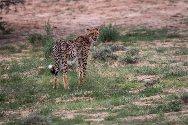 Νέοι Cheetah κοιτάζοντας πίσω και καλώντας. — Φωτογραφία Αρχείου