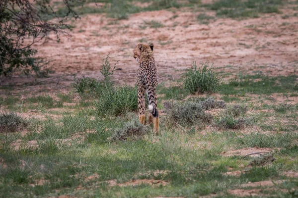 Cheetah walking away from the camera. — Stock Photo, Image