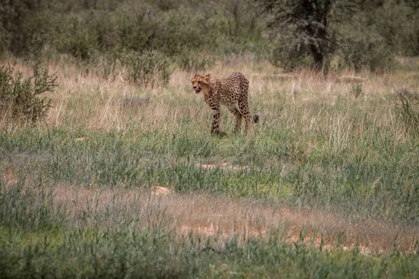 Gepard, procházky v trávě. — Stock fotografie