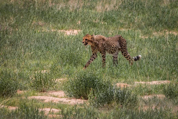 Cheetah che cammina nell'erba . — Foto Stock