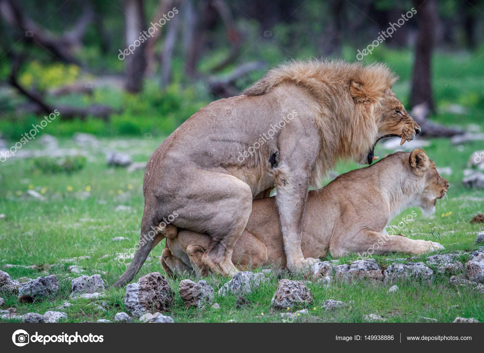 Стычки животных. Львы совокупляются. Как сношаются львы. Как сношаются львы. Как сношаются львы.