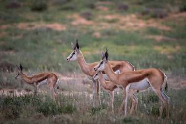Springbok oynadığı sürüsü.