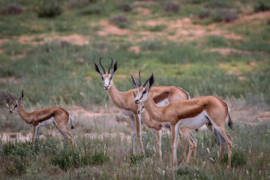 Springbok oynadığı sürüsü.