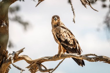 Bir dal üzerinde oturan sarımsı kahverengi kartal.