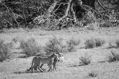 Bir bebekle çitalar Springbok öldürmek.