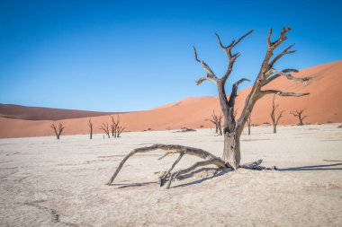 Sossusvlei çölde ölü ağaçlar.