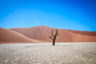 Sussusvlei çölde ölü ağaçlar.