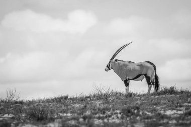 Siyah beyaz bir sırt üzerinde Gemsbok duran.