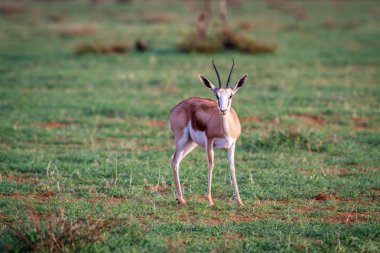 Springbok kameraya yıldızı.