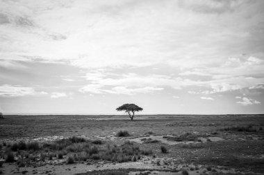 Etkin yalnız ağacında siyah beyaz.