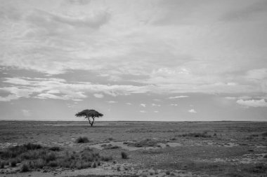 Etkin yalnız ağacında siyah beyaz.