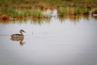 Yüzme Cape deniz mavisi.