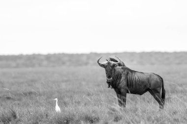 Mavi manda ve sığır balıkçıl yıldızı.