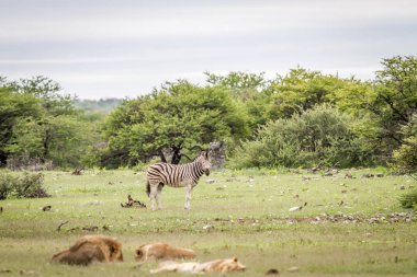 Bir zebra önünde oturan aslan gurur.