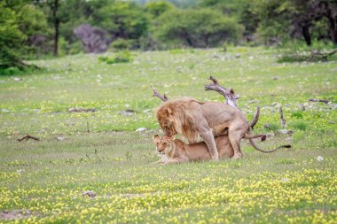 Aslan çifti çiftleşme.
