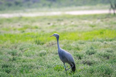 Blue vinç ayakta çim.
