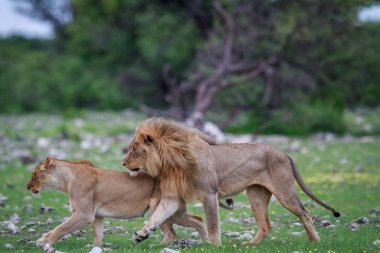 İki çimenlerde yürüyor çiftleşme aslan.