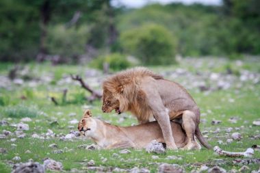 Aslan çifti çiftleşme.