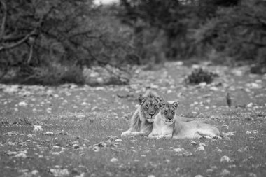 Çim döşeme bir aslan çiftleşme Çift.