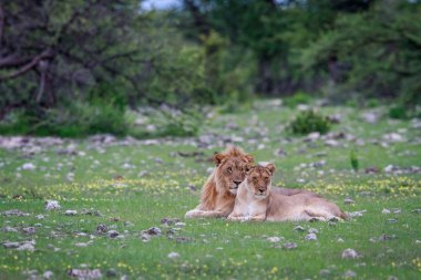 Çim döşeme bir aslan çiftleşme Çift.