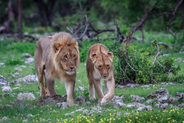 İki çimenlerde yürüyor çiftleşme aslan.