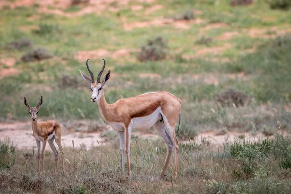 W rolach głównych Springbok w Kgalagadi. — Zdjęcie stockowe