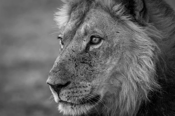 Seitenprofil eines Löwen in schwarz-weiß. — Stockfoto