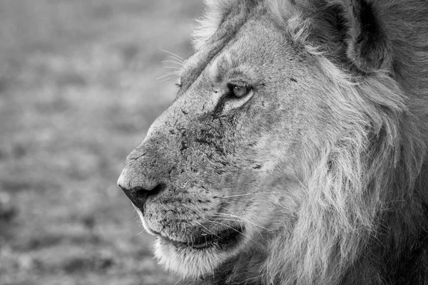 Sidoprofil av ett lejon i svart och vitt. — Stockfoto